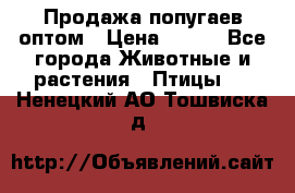 Продажа попугаев оптом › Цена ­ 500 - Все города Животные и растения » Птицы   . Ненецкий АО,Тошвиска д.